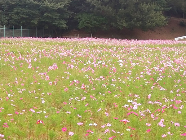 旧望山荘コスモス畑